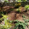 Balboa Dr. - deer-resistant garden